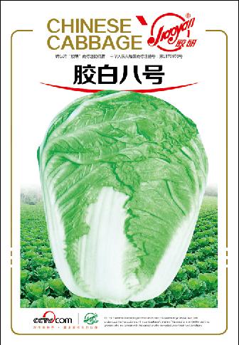 胶白八号——秋播白菜